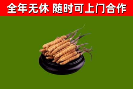 叠彩区回收冬虫夏草