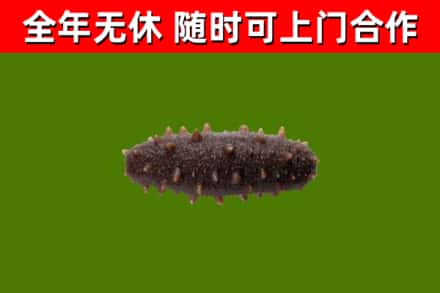 叠彩区回收海参干